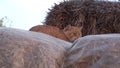 Rural Cat On a Haystack